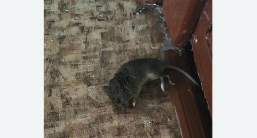 Дезинфекция от мышей в Суворове