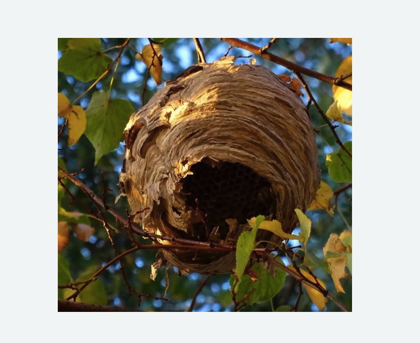 Обработка от шершней в Суворове