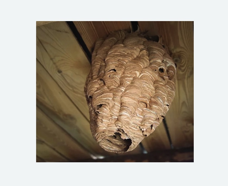 обработка от шершней в Суворове