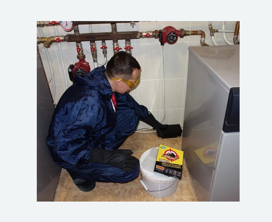 Уничтожение крыс в Суворове