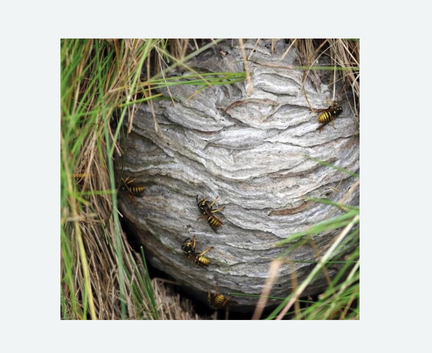 Уничтожение ос и ульев в Суворове